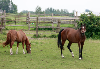 Brown horses in the field 