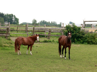 Fototapeta premium Brown horses in the field 