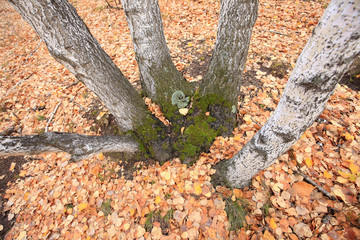 The autumn birch trees and leaves