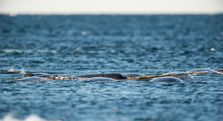 Pod of narwhals feeding at the surface, Lancaster Sound, Baffin Island, Canada.