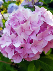 Pink hydrangea flowerhead