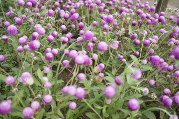 Fototapeta premium Purple omphrena globosa or globe amaranth or bachelor button