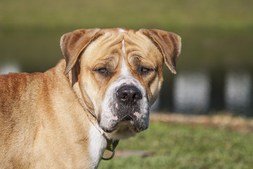 Contemplative Canine