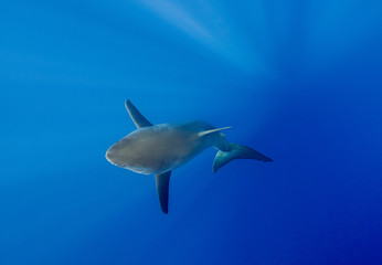 Fototapeta premium Great white shark underwater view, Guadalupe island, Mexico.