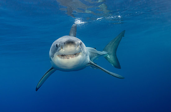 Great white shark underwater view, Guadalupe island, Mexico.