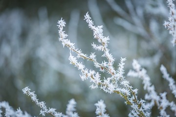 Winter trees with white rime