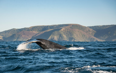 Obraz premium Tail fluke of a humpback whale migrating north along the east coast of South Africa during the sardine run.
