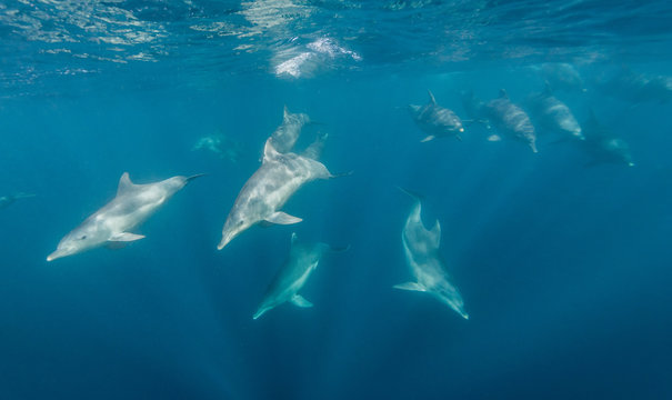 Bottle Nosed Dolphins During The Sardine Run, East Coast South Africa.