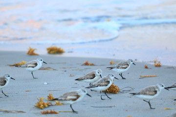 sandpiper
