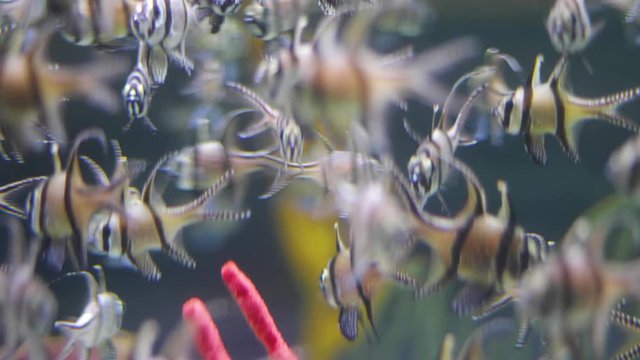 Aquarium