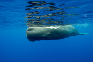 Sperm whale underwater view, Indian Ocean, Mauritius.