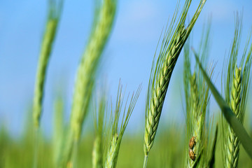 green wheat field