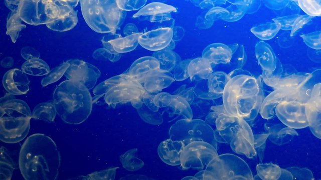 4K HD Video of many moon jelly swimming in blue water. Aurelia aurita, also called the common jellyfish, moon jellyfish, moon jelly, or saucer jelly, is a widely studied species of jelly fish.
