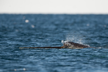 Male narwhal swimming at the surface with it's tusk exposed, Baffin Island, Canadian Arctic.