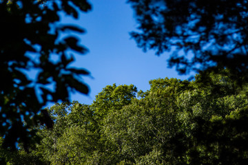 forest and leaves