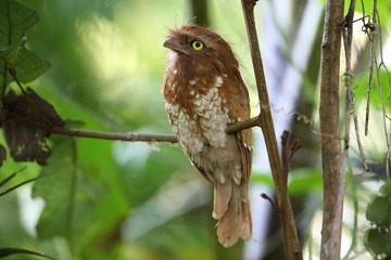 Short-tailed frogmouth or Sumatran frogmouth (Batrachostomus poliolophus) in Mt.Kerinci, Sumatra, Indonesia