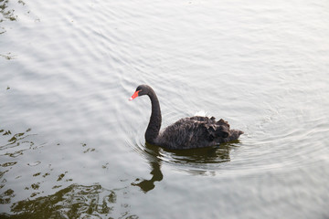 Naklejka premium Black Swan in the pond