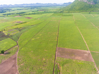 Aerial view of sugar cane field near a mountain
