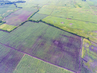 Fototapeta premium Aerial view of sugar cane field near a mountain