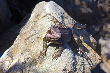 Green Iguana on a rock at St Thomas Island, US VI. Large iguana is watching from the sizable rock.