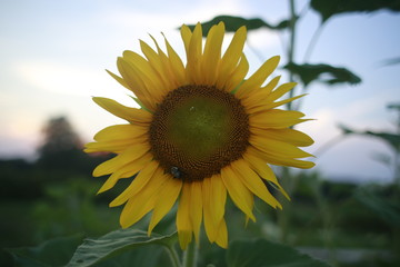 Sunflowers at sunset in a home garden in rural Indiana