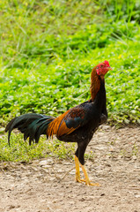 Portrait Of Cock On Meadow.