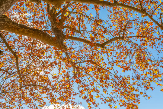 ramure de platane en automne 