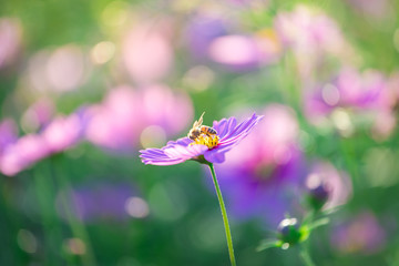 cosmos flowers in the garden