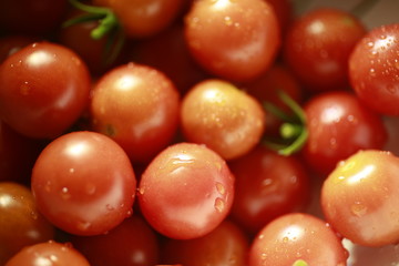 Cherry tomatoes washed after being picked in a home garden in rural Indiana