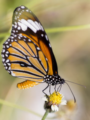 Orange butterfly on flower, Thailand.