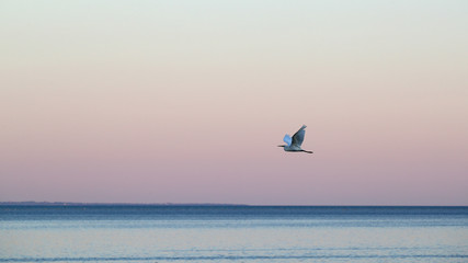 Little Egret, Egretta garzetta, in flight over the sea shore against pink sky after sunset
