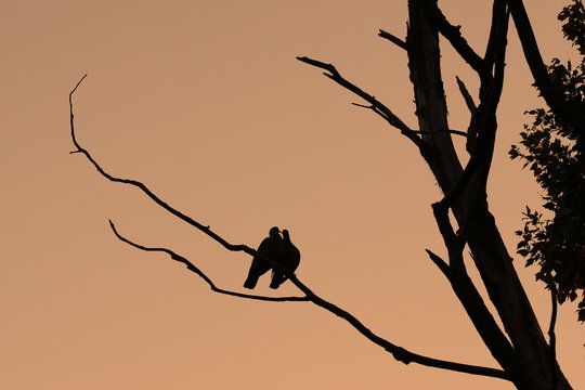 Two wood pigeons, Columba palumbus, cuddling on a branch against a pink sunset sky