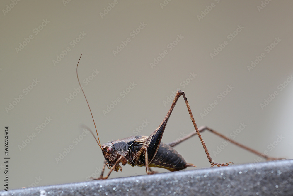 Wall mural grasshopper posing on forged iron fence against a bright gray background