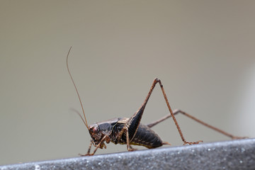 Grasshopper posing on forged iron fence against a bright gray background