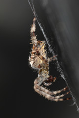 Side view of a spider feeding on a fly on its cobweb against a dark gray background