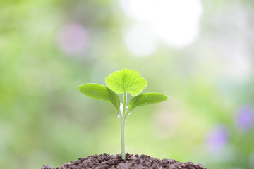 Growing sprout