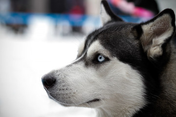 Siberian husky championship