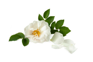 Naklejka premium white rose and petals lying down on a white surface