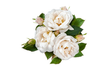 white roses and petals lying down on a white surface