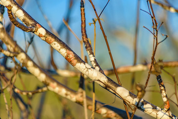 Colored Tree Branches Closeup