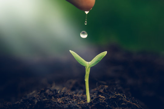 Young plants begin small growing in soil ecology earth new world from seed saving protection of tree spring summer care and nature sun light to leaf background.