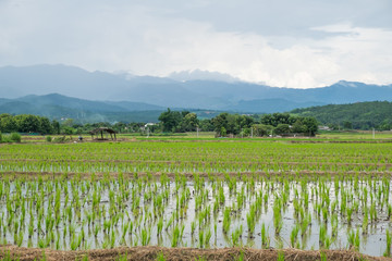 Fototapeta na wymiar Rice field and mountains view in the rainy season