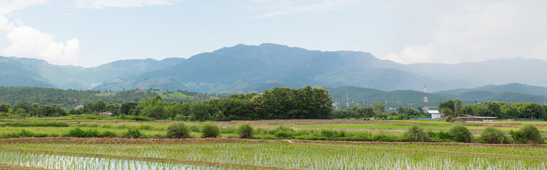 Rice field and mountains view in the rainy season. (panorama view)