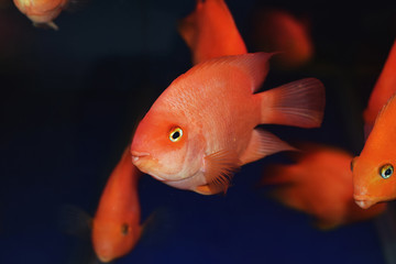 Lovely cute parrot fish water color blood close animal