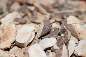 Herb medicinal materials Smilax glabra detail plants