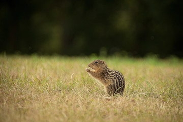 Dreizehnstreifen-H&ouml;rnchen