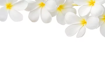 Keuken spatwand met foto Frangipani flower isolated on white © jamlongtunkaew