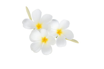 Frangipani flower isolated on white