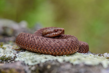 male common european viper basking on wood stump ( Vipera berus )