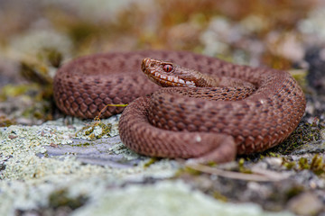 male common european viper basking on wood stump ( Vipera berus )
